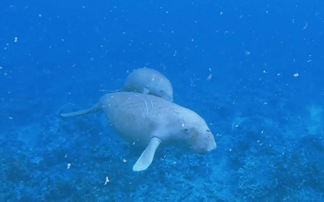 Dugong-mother-and-calf